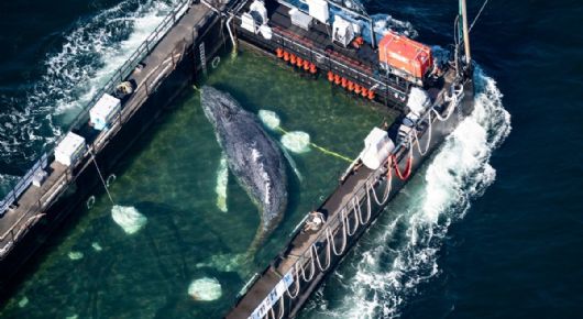 Así fue el rescate de "Timmy", la gigantesca ballena jorobada que pasó semanas varada en Alemania
