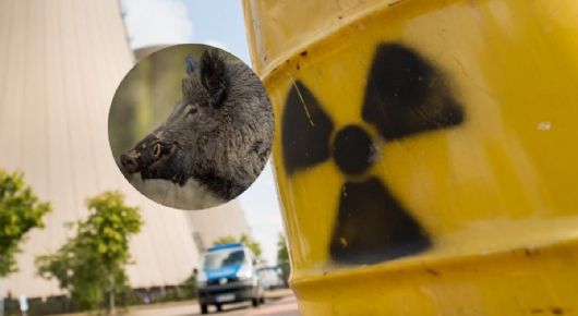 Identifican una nueva especie de cerdos mutantes en zona radioactiva, ¿hay riesgo para los humanos?