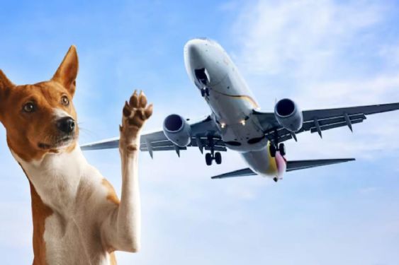 Paradoja en el aire: ¿por qué un perro de asistencia puede viajar cómodo y otro morir en la bodega?