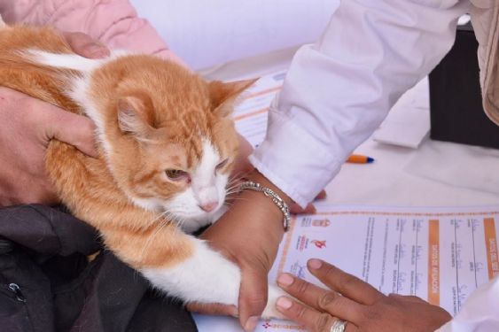 Foto de: Registro de mascotas Edomex 2026: requisitos, costo y cómo tramitarlo