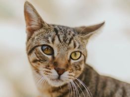 Qué significan los gatos en tu casa según la espiritualidad