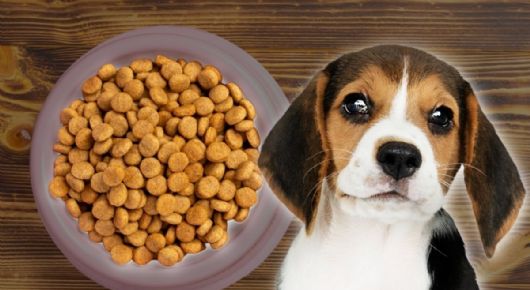 Retiran de forma URGENTE famosa marca de COMIDA para PERROS; advierten riesgo mortal para mascotas