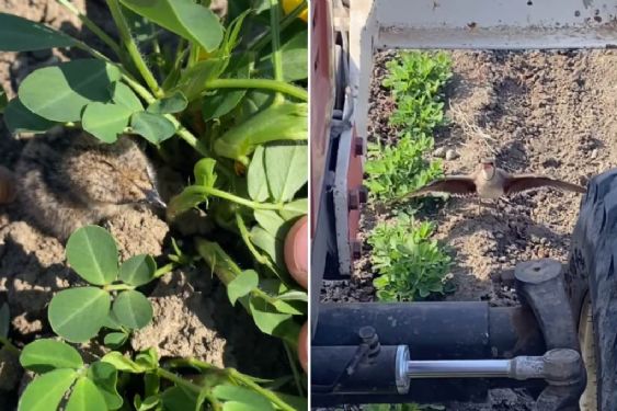 Foto de: Mamá pájaro intenta detener un tractor para salvar su nido y el video se vuelve viral