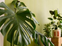 Esta es la planta perfecta para tu hogar, según tu signo del zodiaco