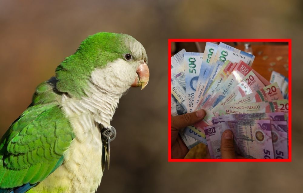 Multarán con más de medio millón de pesos y 9 años de prisión a quienes tengan esta mascota en 2026