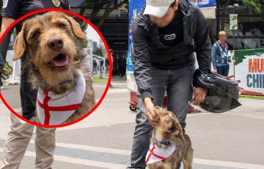Hombre reconoce a su perrito perdido en la TV durante una jornada de adopción y acude a rescatarlo | VIDEO