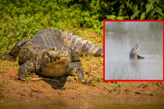 Foto de: Muere niño de 12 años de edad tras ser devorado por un cocodrilo; se acercó a lavarse las manos al río | VIDEO