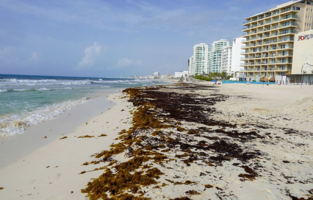 Claudia Sheinbaum anuncia Plan Integral para limpiar de sargazo las playas de Quintana Roo