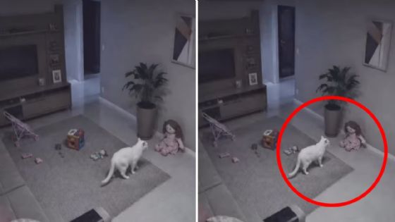 Foto de: Captan momento en que un gatito actúa de forma extraña y segundos después una muñeca se mueve sola | VIDEO