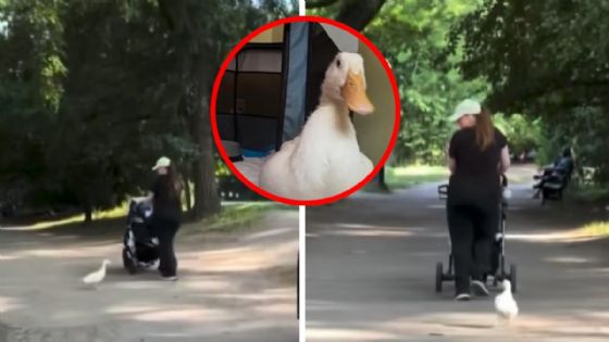 Patito persigue a peatones de un parque y el motivo detrás conmovió a todos en redes | VIDEO