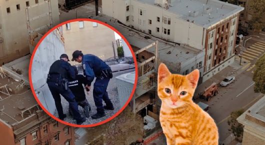 Adoptaba animales para torturarlos y matarlos: así fue el arresto del asesino serial de gatitos | VIDEO