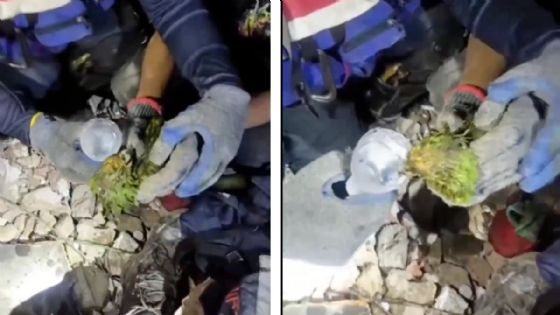 Foto de: Cada vida cuenta: rescatan a lorito que estuvo bajo los escombros 9 días tras doble terremoto de Venezuela