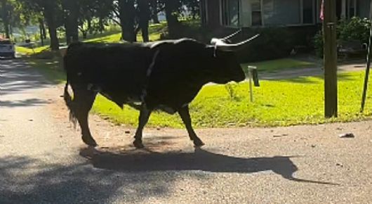Policías a caballo y con lazos persiguen a enorme toro de 680 kilos que deambulaba en una zona residencial | VIDEO