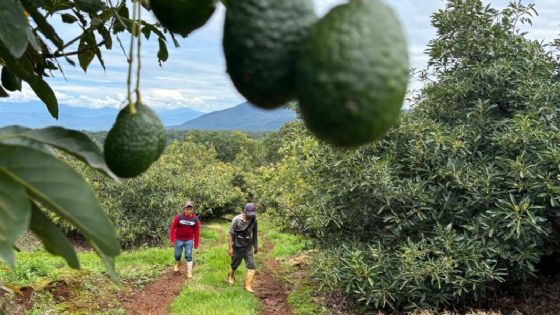 Aguacate más barato y de menor calidad empieza a desplazar al fruto michoacano