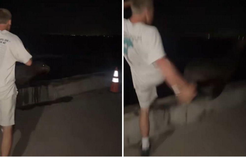 Hombre es declarado culpable tras patear a un león marino en una playa | IMÁGENES FUERTES