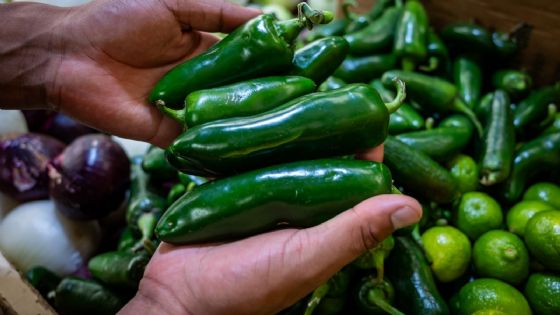 Cofepris descarta presencia de Salmonella Javiana en empacadora de chile jalapeño de Nuevo León