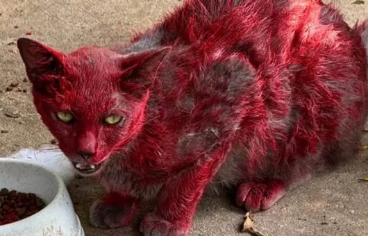 Gato aparece cubierto de pintura roja y nadie sabe qué le ocurrió; refugio pide ayuda para rescatarlo