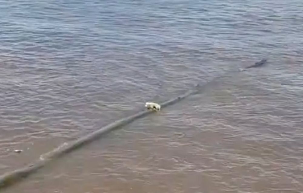 Así fue el dramático rescate de un cachorrito que se aferraba a un tronco en medio de un enorme río | VIDEO