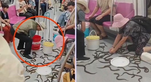 Captan el escape de decenas de serpientes de la cubeta de un hombre que viajaba en el Metro | VIDEO