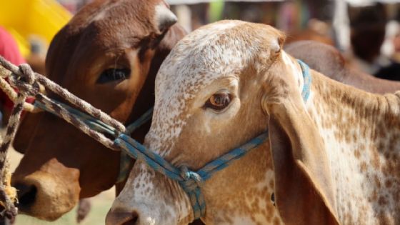 Detectan primer caso de gusano barrenador en Sonora
