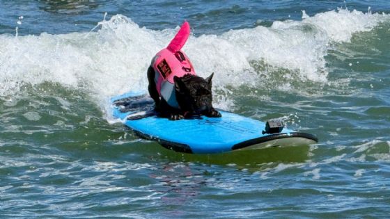 Foto de: California vive una fiesta de olas, ladridos y surf en el campeonato más tierno del año | VIDEO
