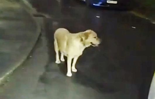 Perro labrador delata a su dueño y guía a la policía hasta su escondite | VIDEO