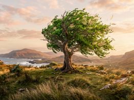 Qué significa y por qué debes decir este proverbio hindú en las mañanas: “No hay árbol que el viento no haya sacudido”