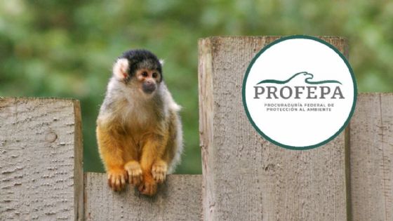 ¿Por qué tener un mono como mascota es ilegal y peligroso? Profepa lo explica