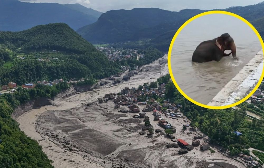Elefantes sobreviven nadando a la devastadora inundación en Nepal | VIDEO