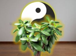 Dónde se coloca la planta de jade para tener suerte y prosperidad, según el Feng Shui