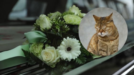 Foto de: Captan a gato acostado sobre el ataúd de su dueño en pleno funeral | VIDEO