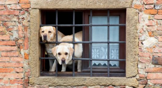 Ya tiene fecha de entrada en vigor la Ley de Bienestar Animal que prohíbe tener camadas de perros y gatos sin autorización