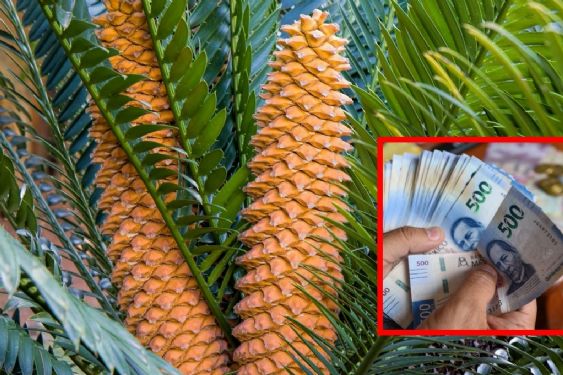 Foto de: Multarán con más de 300 mil pesos y 9 años de prisión a quienes tengan esta planta en casa