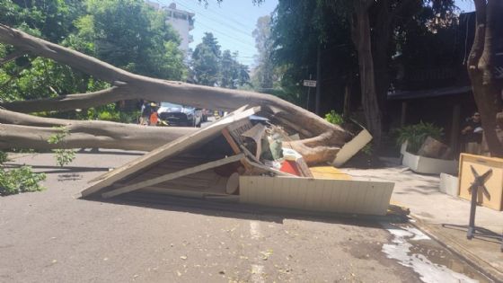 Árbol de 25 metros de altura cae sobre dos restaurantes de Polanco, hay un herido | FOTOS
