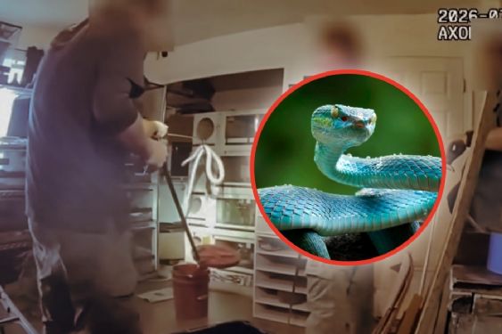 Foto de: Autoridades catean vivienda en busca de armas y drogas y encuentran decenas de serpientes venenosas | VIDEO