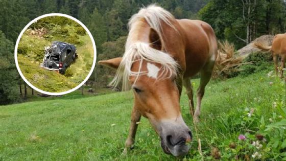 Foto de: Un grupo de animales empujó un auto en una montaña, el vehículo dio varias vueltas y el rescate encontró una escena inesperada