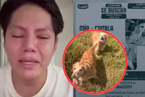 Tras sufrir asalto armado en la carretera, joven suplica para que le regresen a sus perritas Mía y Camila | VIDEO