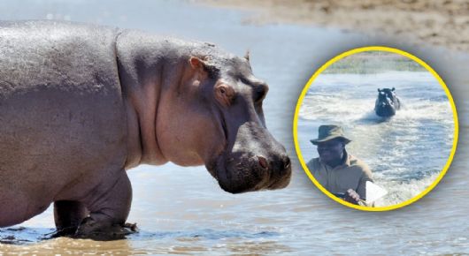 Dramático VIDEO muestra a turistas en África huyendo de un hipopótamo que intenta embestirlos