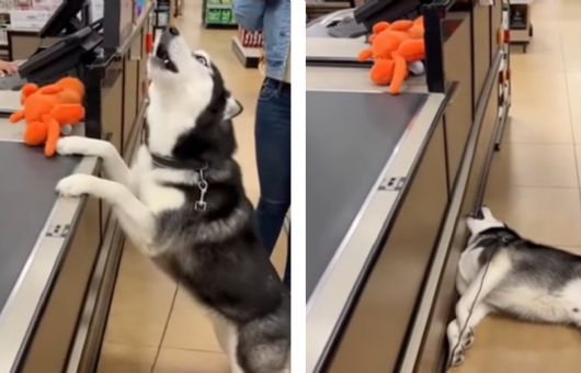 Husky protagoniza dramático berrinche en una tienda porque no le daban su peluche | VIDEO