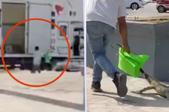 Foto de: Captan a un sujeto robándose una iguana de un santuario; la arrastró por las calles y la subió a un tráiler | IMÁGENES F
