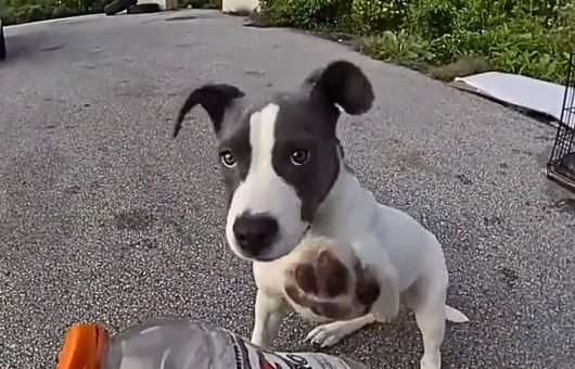 Así fue el tierno rescate de un cachorro abandonado dentro de una jaula a un costado de la carretera | VIDEO
