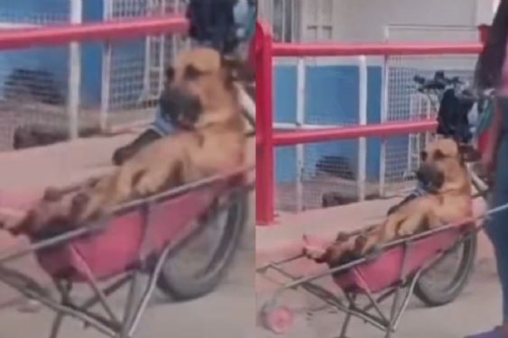 PERRITO viaja cómodamente en una carriola y su carita de TERNURA derrite la red | VIDEO