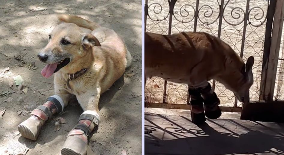 Conoce a Pay de Limón, el perrito que fue rescatado tras ser mutilado por el crimen organizado