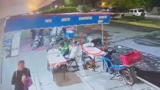 Foto de: Localizan a perrito agredido con agua hirviendo en Michoacán; Fiscalía investiga identidad del atacante