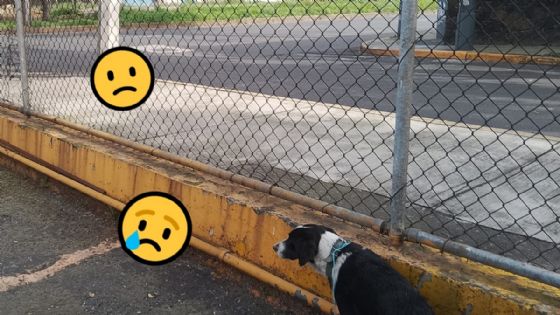 Foto de: Buscan a los dueños de un perro abandonado en un estacionamiento de Azcapotzalco | VIDEO