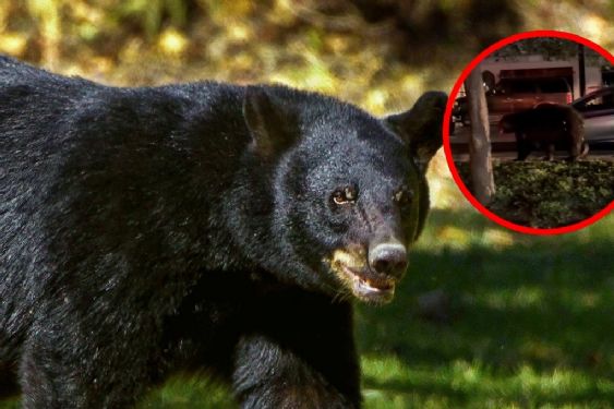 VIDEO | Captan a oso negro paseando en fraccionamiento de Monterrey a Nuevo León