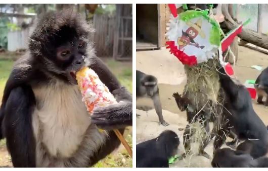 Con elotes y piñatas, animales del zoológico de Morelia también celebraron las fiestas patrias