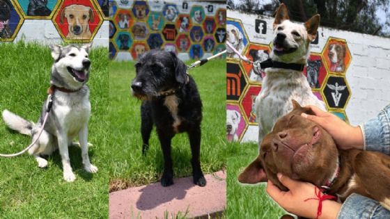 Metro apoyará jornada gratuita de adopción y cuidado animal en Azcapotzalco | FOTOGALERÍA DE ADOPTABLES