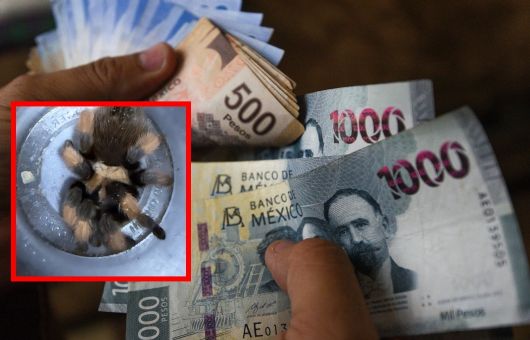 Multarán con más de 600 mil pesos a quienes tengan esta mascota en casa