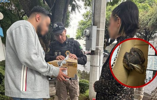 Rescatan misteriosa ave que no podía volar en Azcapotzalco; ya recibe atención veterinaria